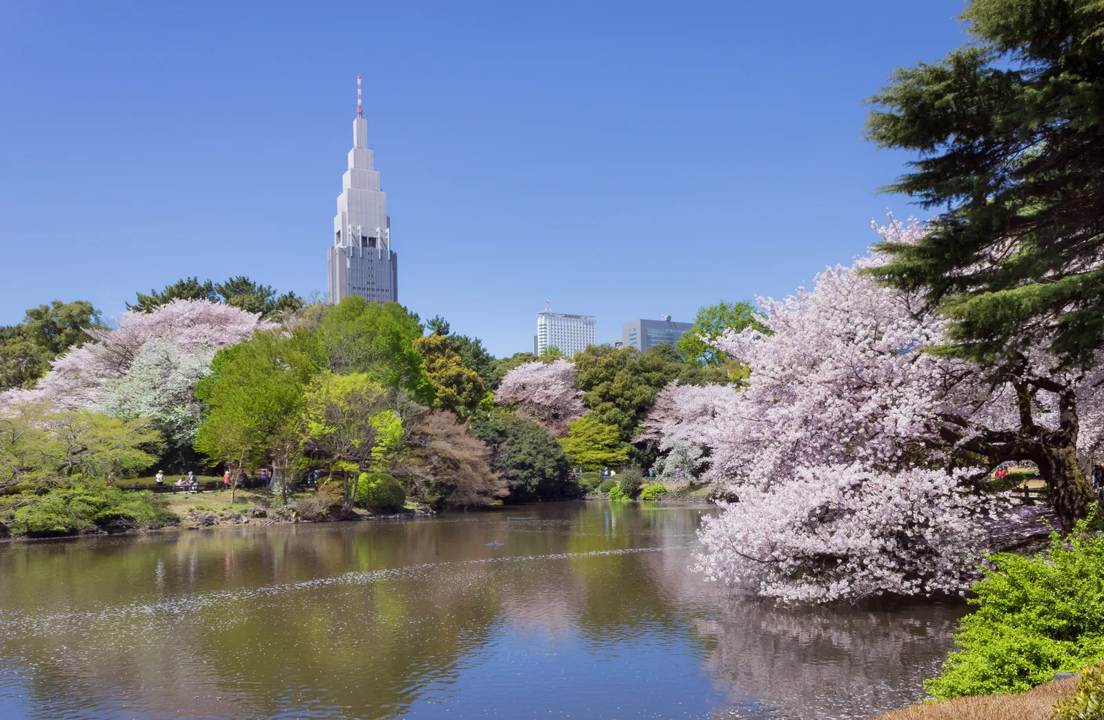 Foto: Kakidai (CC BY-SA 3.0) via Wikimedia Commons Shinjuku Gyoen