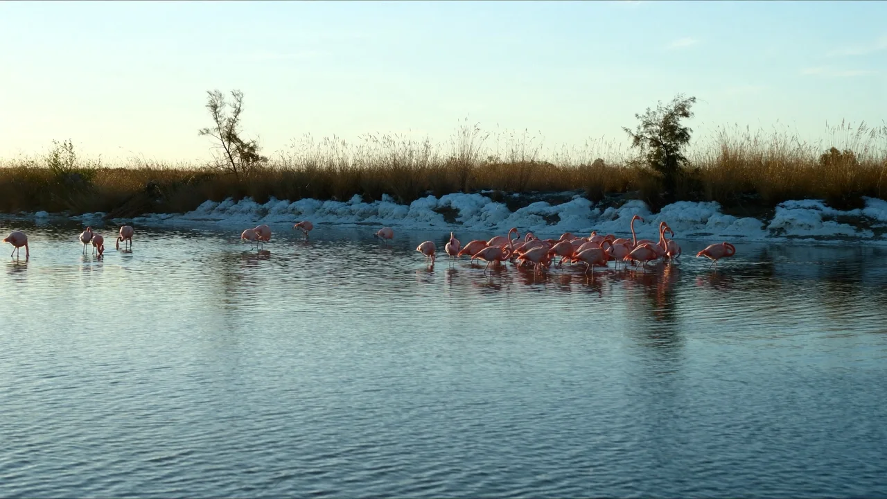 Flamingos im Molentargius