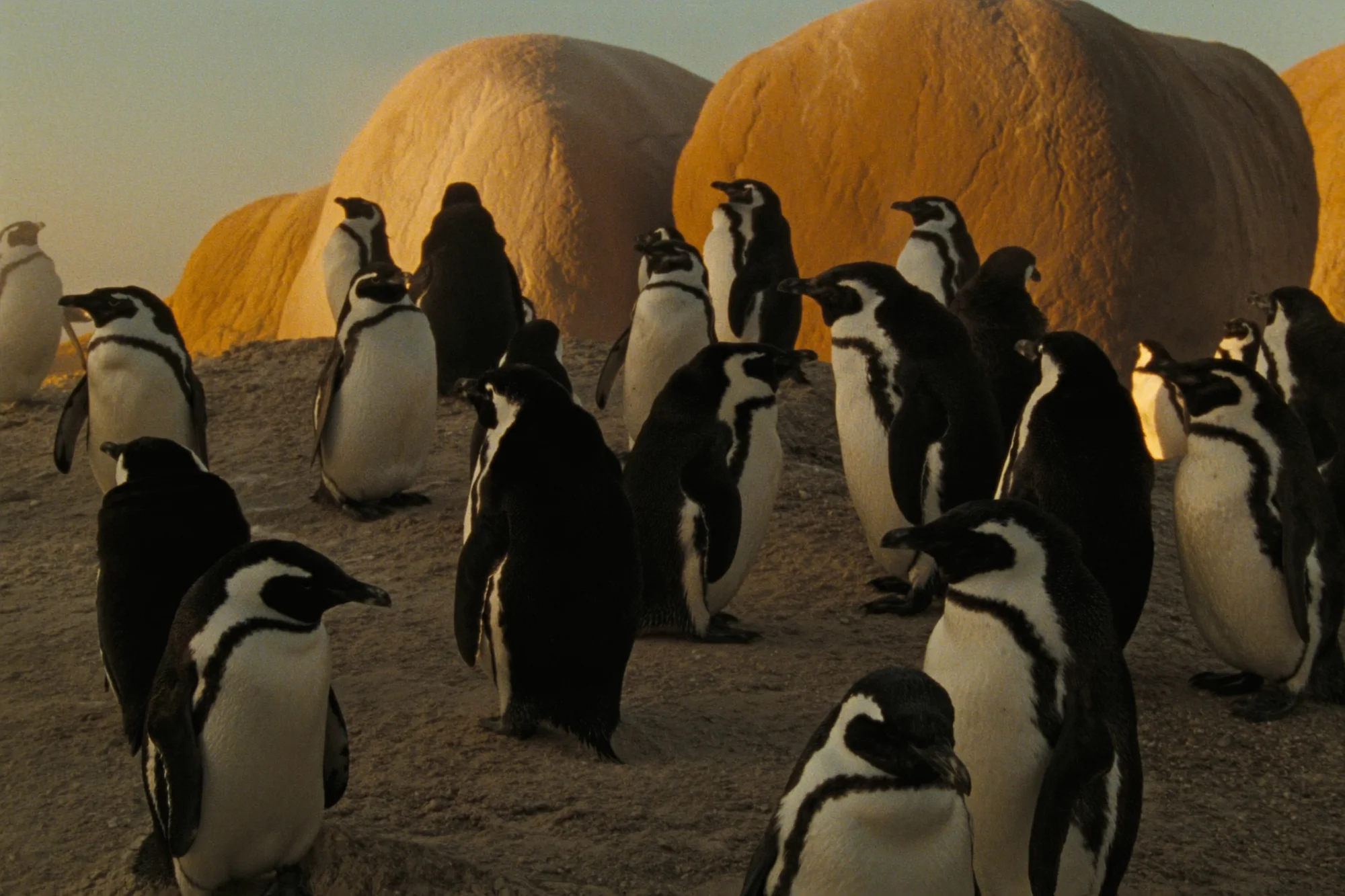 Boulders Beach