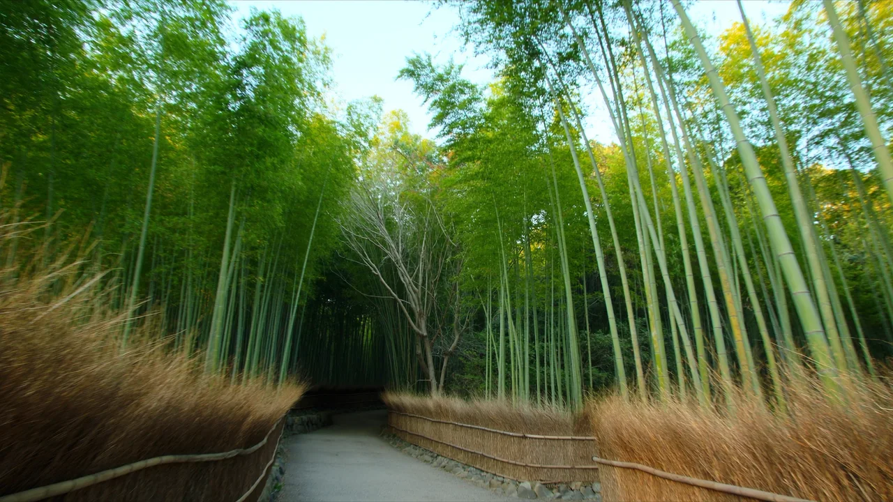 Bambuswald von Arashiyama