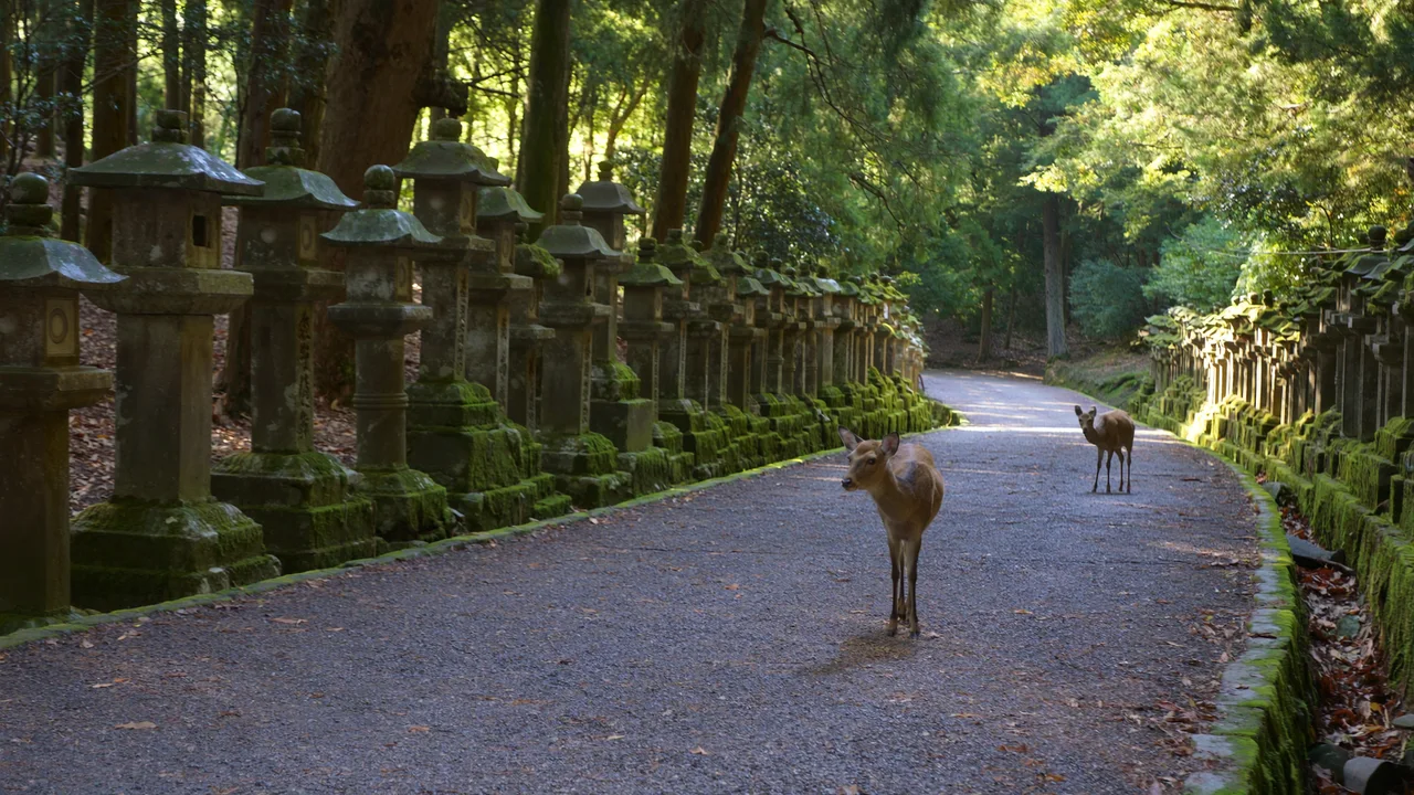 Sikahirsche zwischen Steinlaternen in Nara