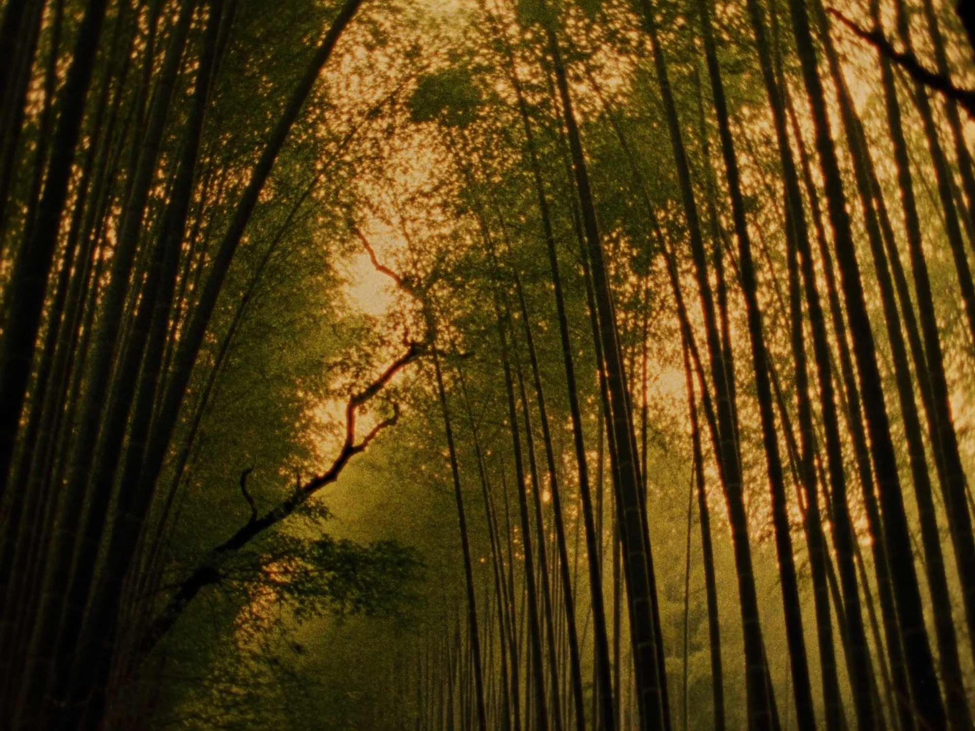 Arashiyama