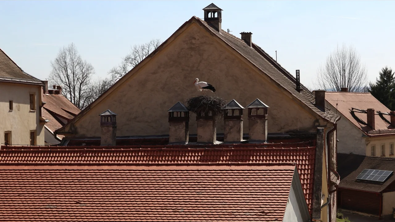 Störche auf den Dächern