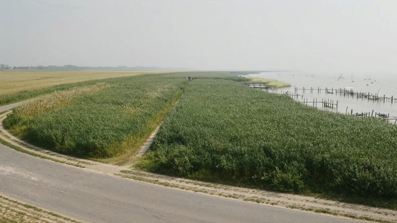 Seebad und Schilfgürtel