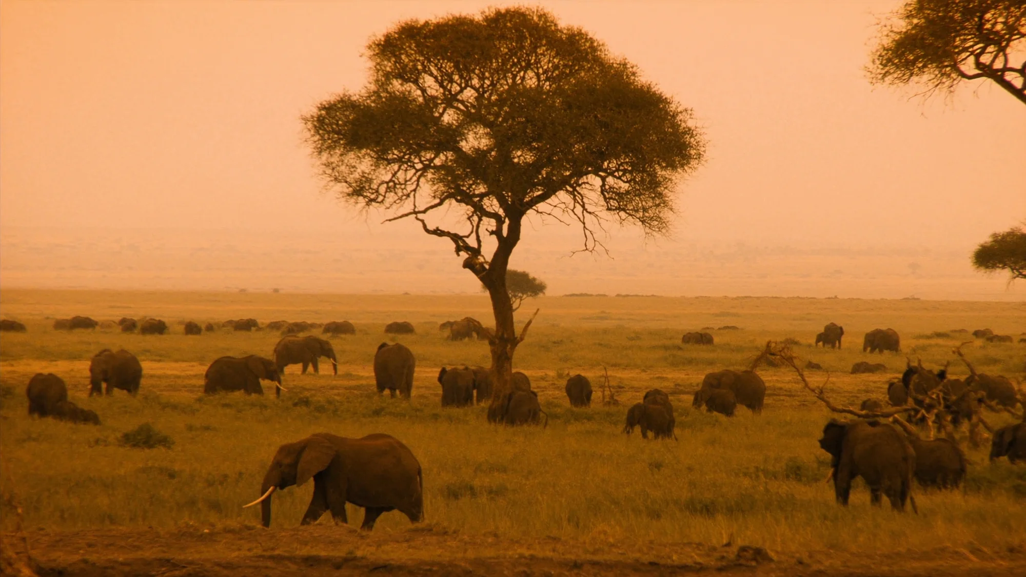 Kenia