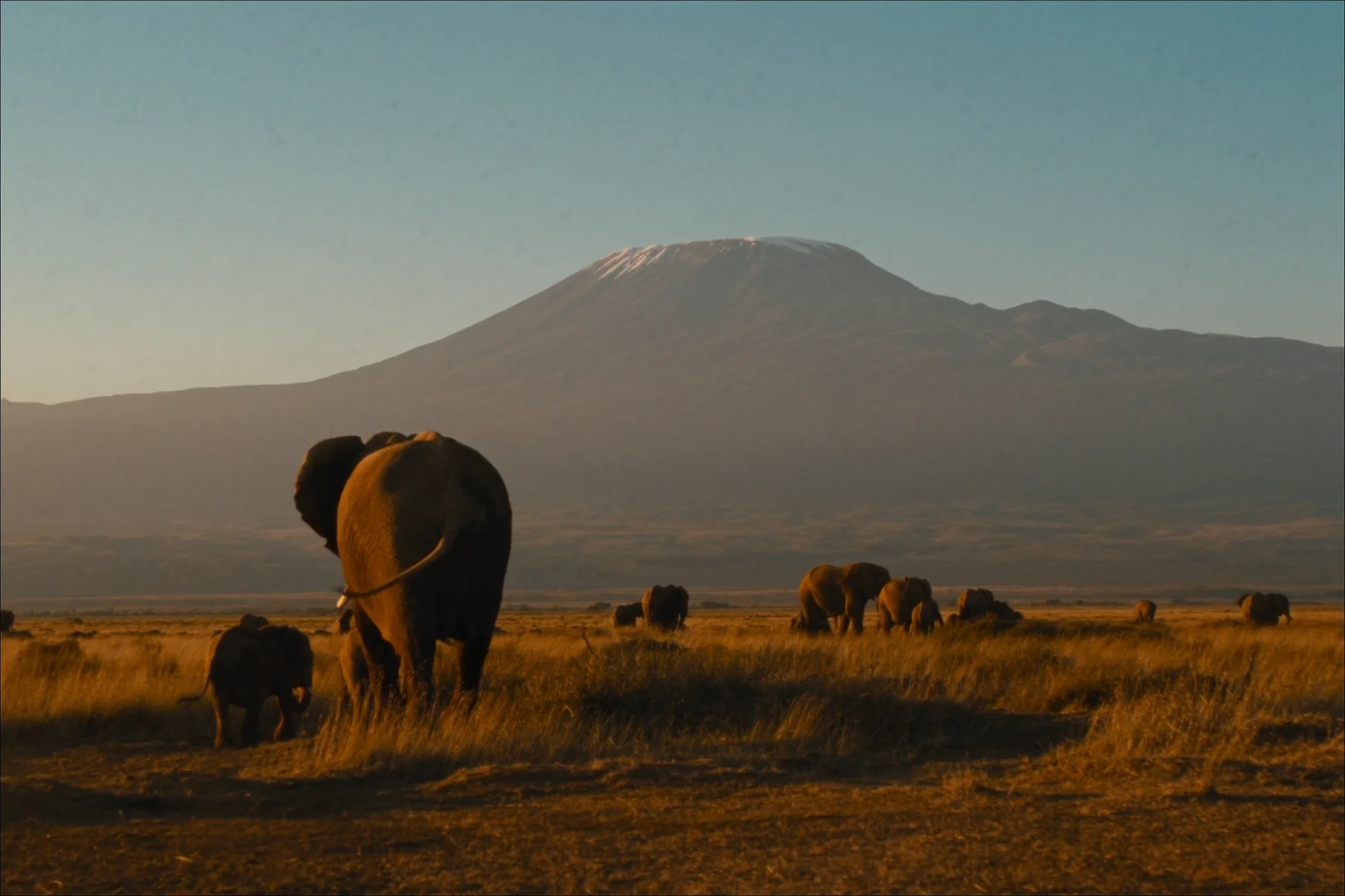 Safari in Kenia richtig planen