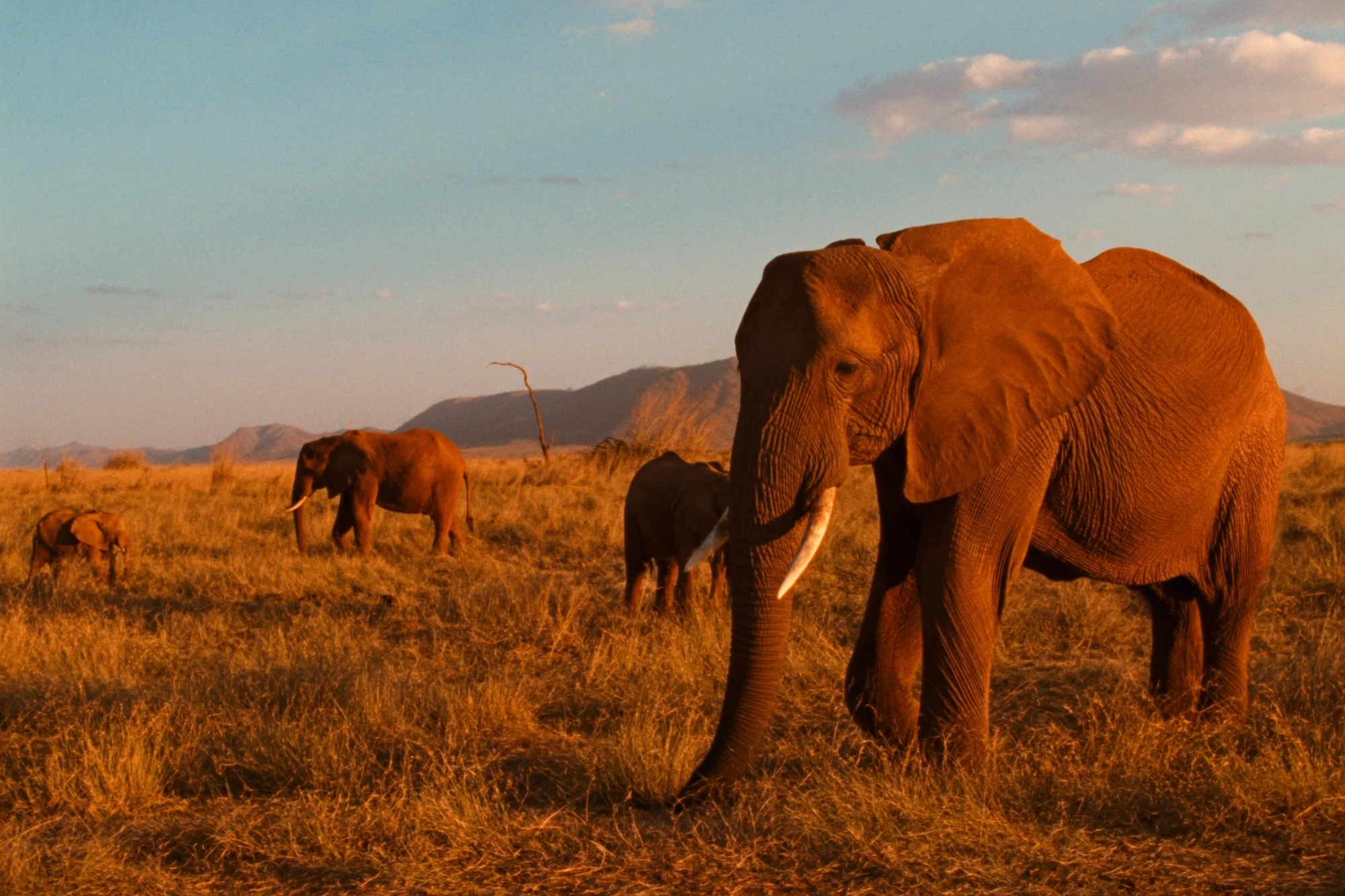 Kenias Regionen von der Savanne bis ans Meer