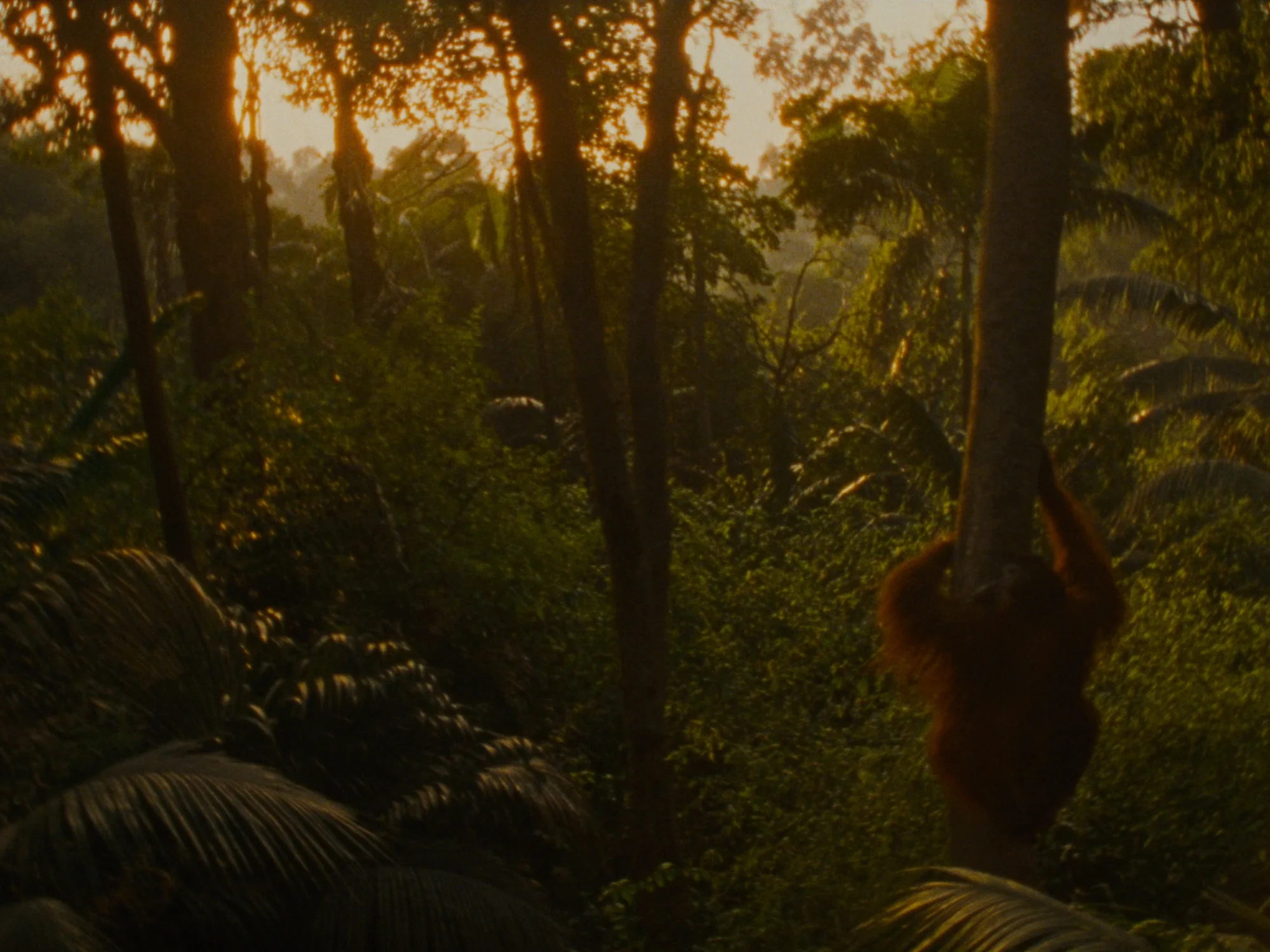 Borneo