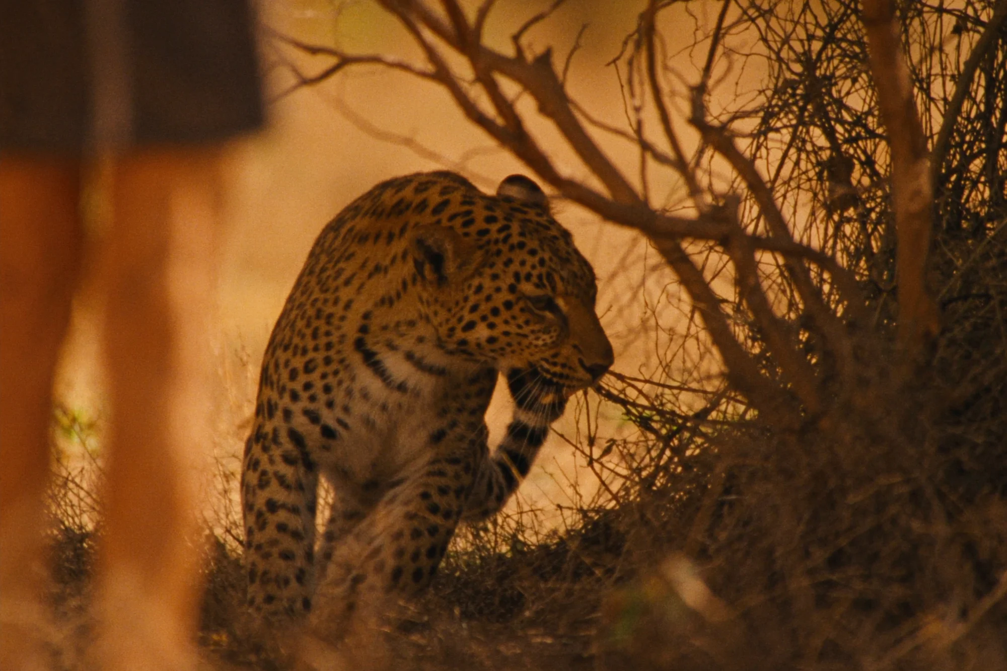 Safari in Sri Lanka: Leoparden und Elefanten