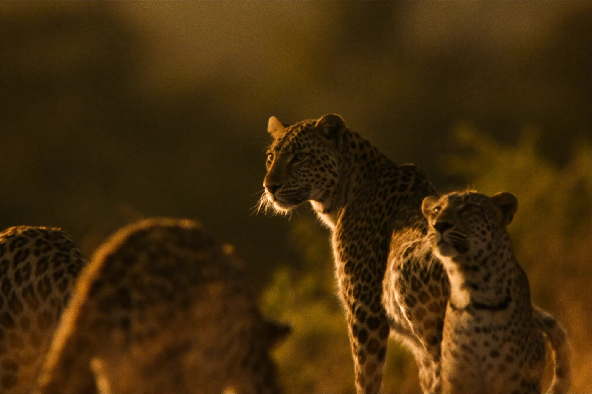 Safari in Südafrika und der Krüger-Nationalpark