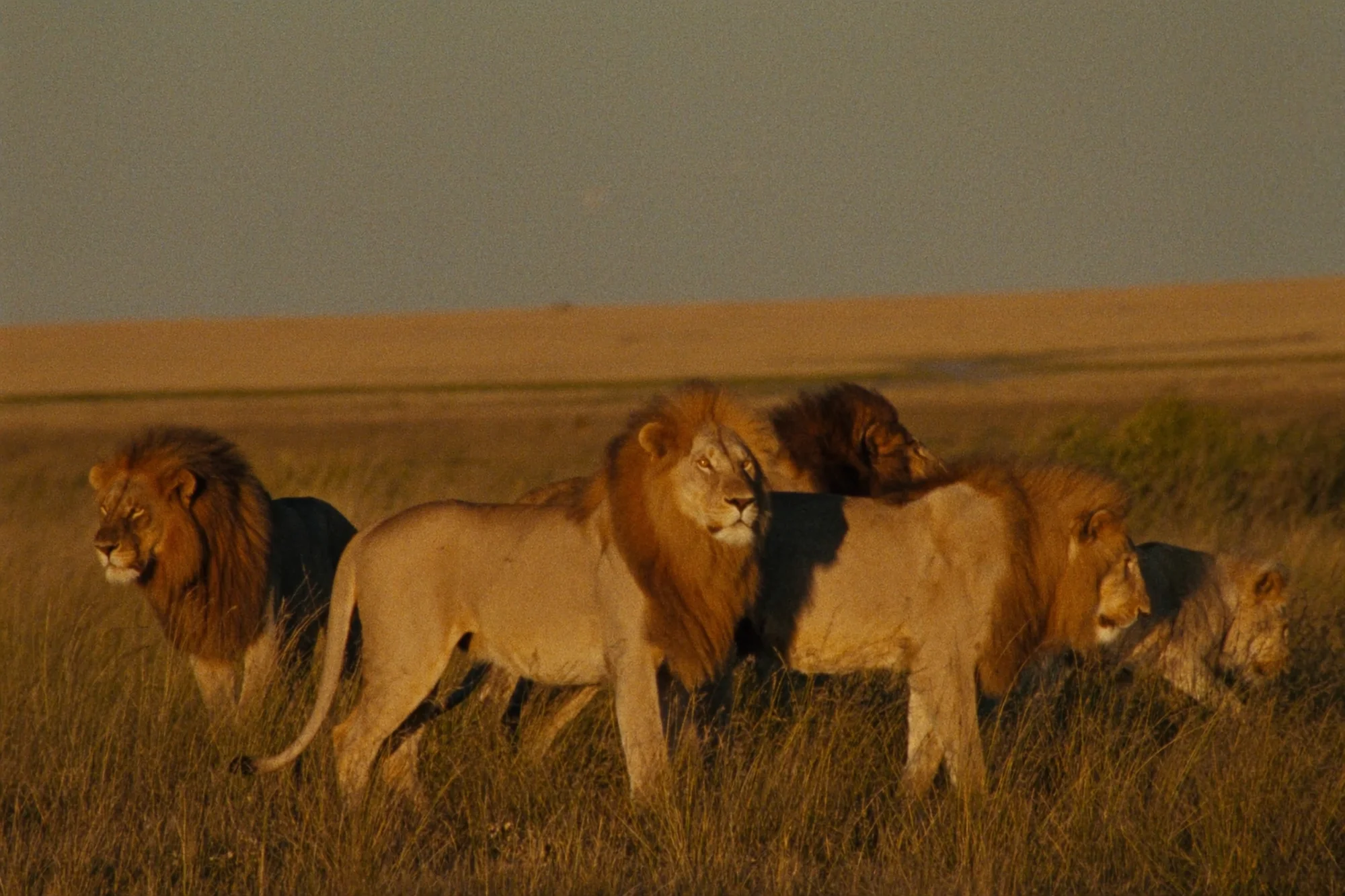 Safari in Tansania richtig planen