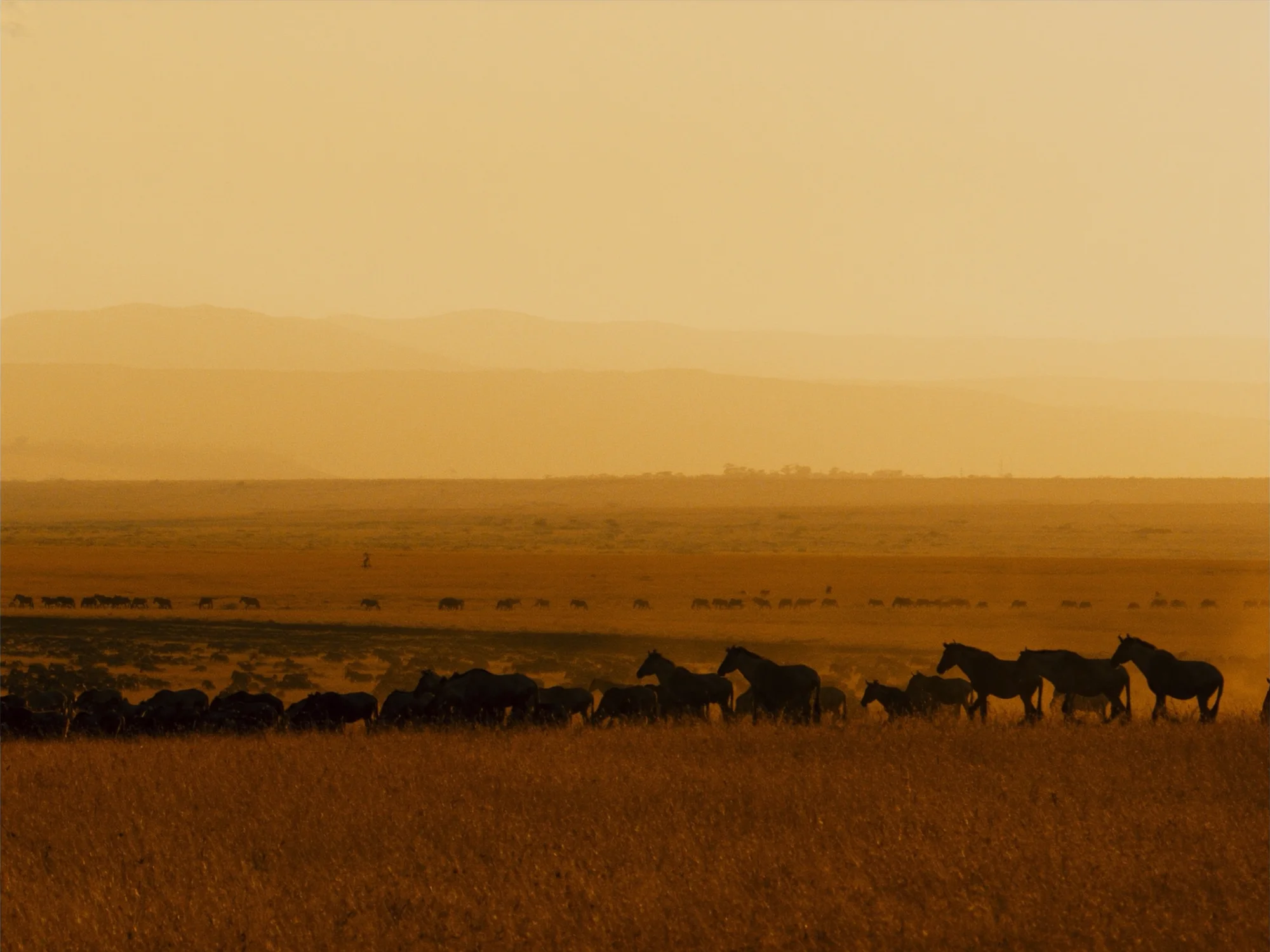 Serengeti