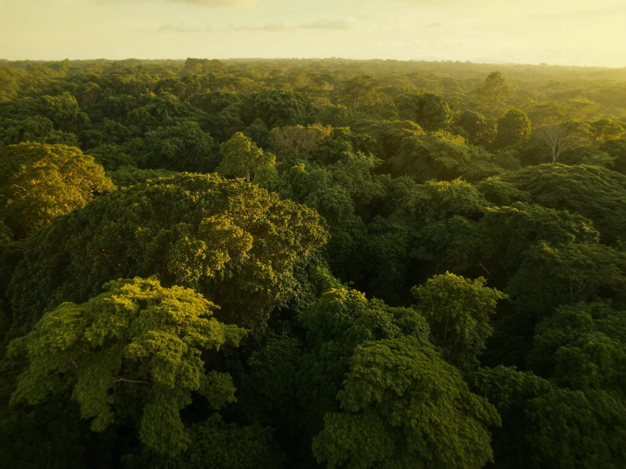 Amazonas-Regenwald