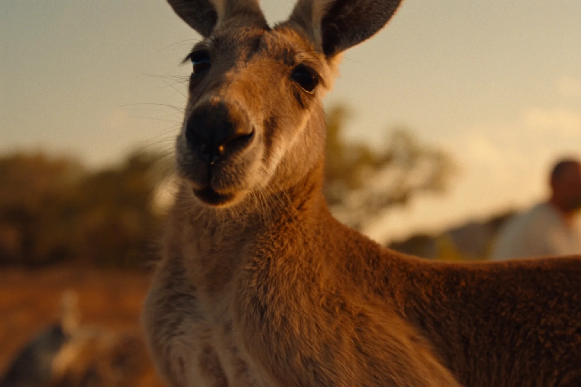Känguru im Outback