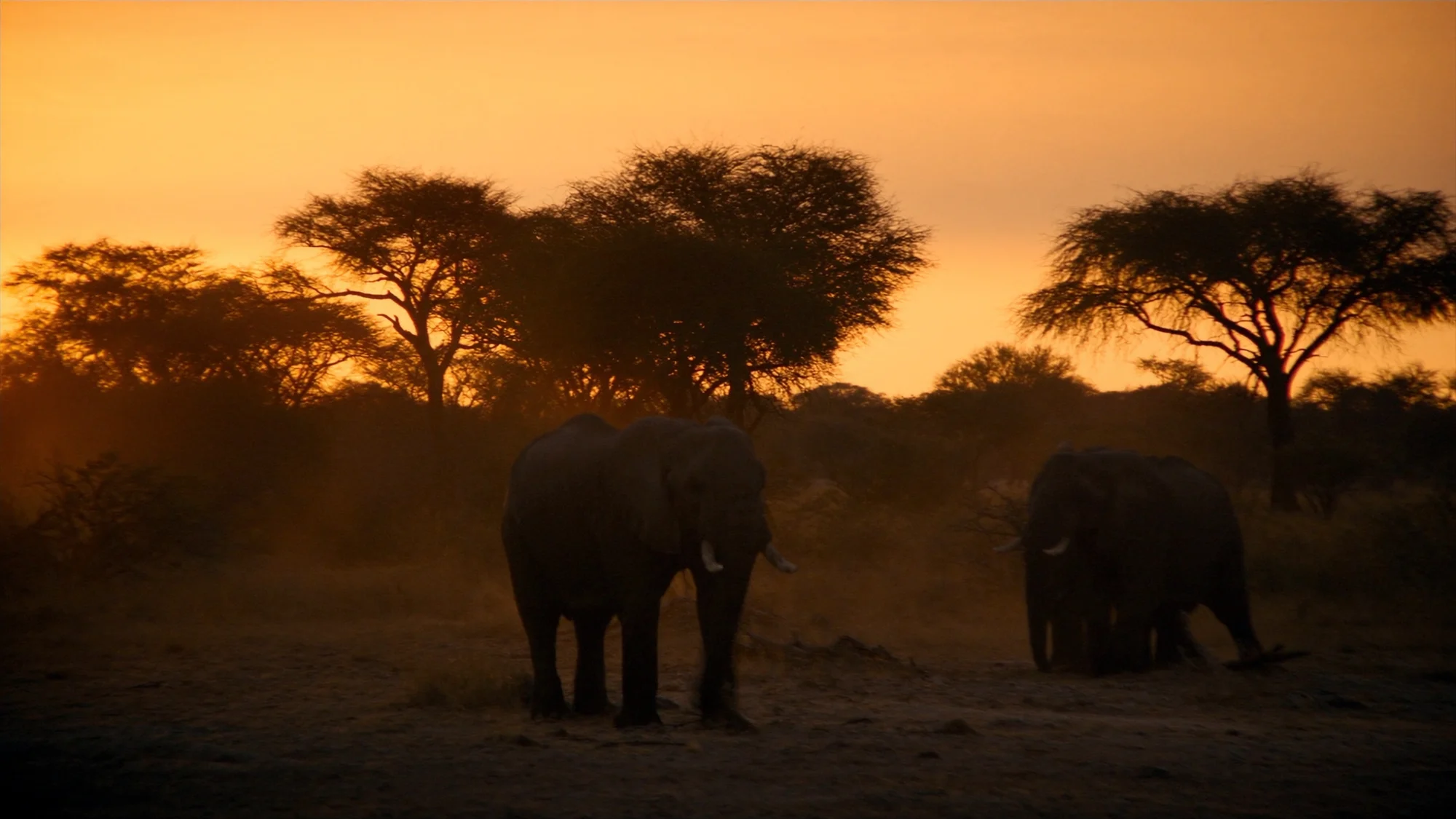 Safari in Ostafrika