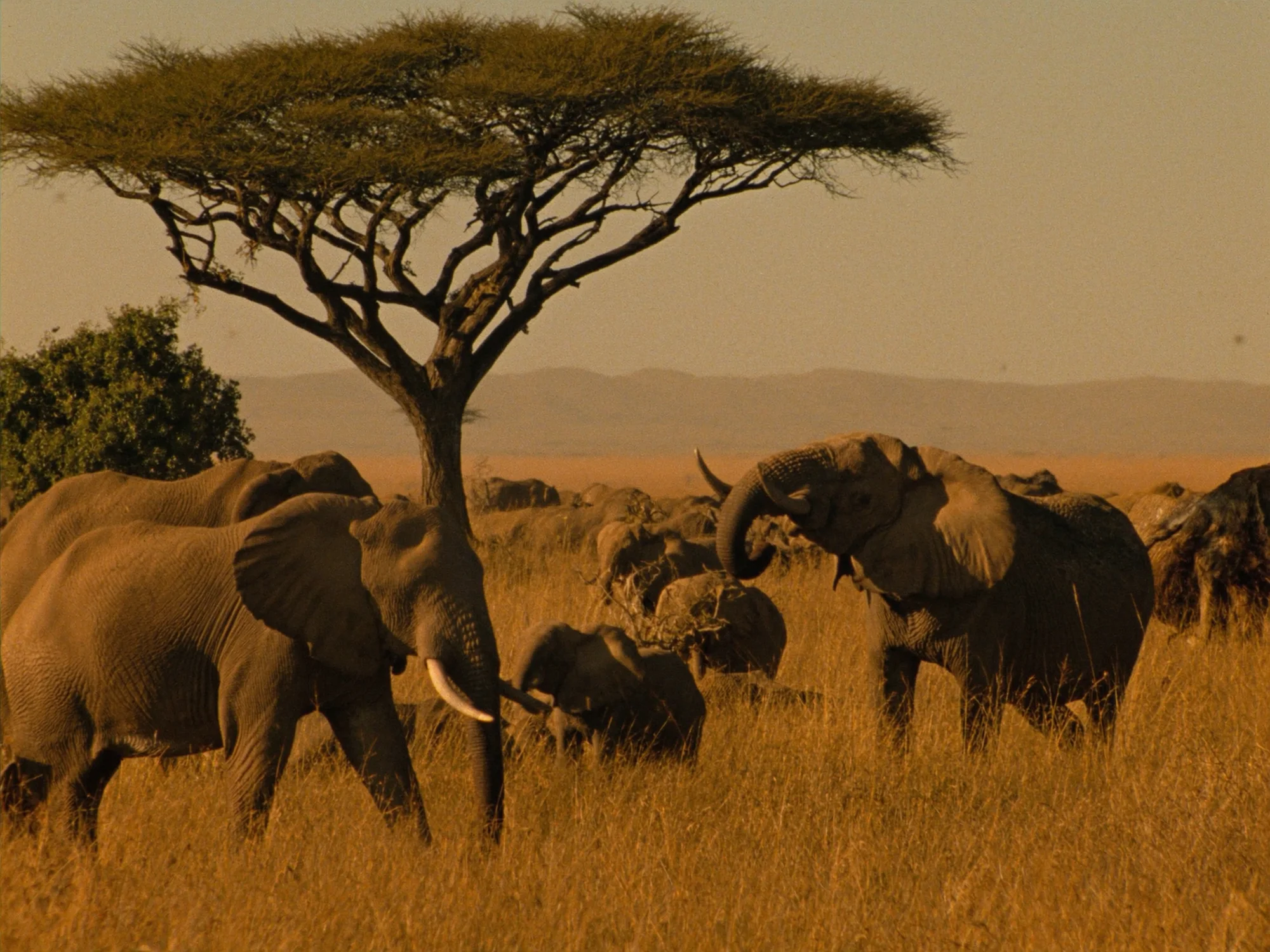 Safari