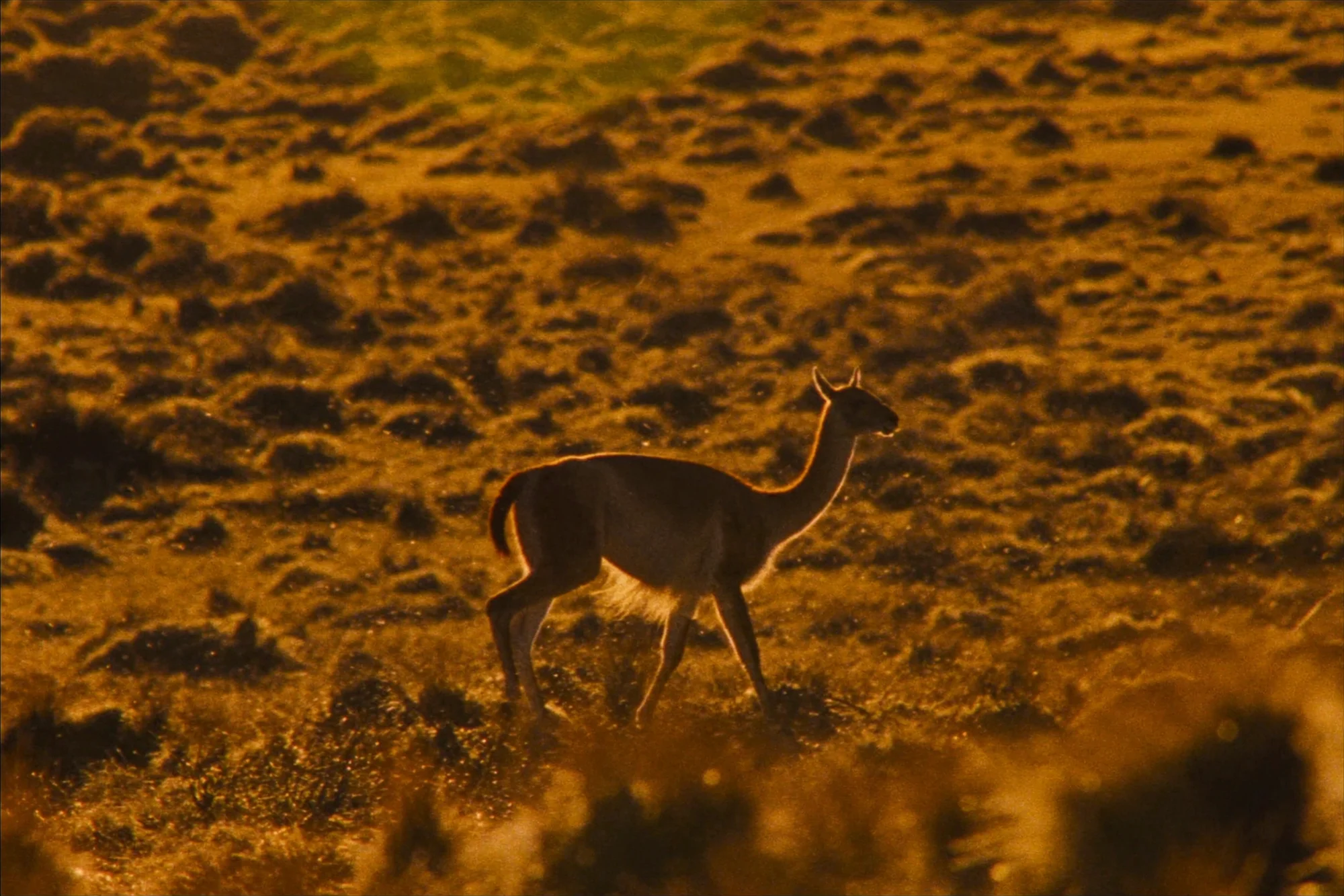 Guanako in der Steppe