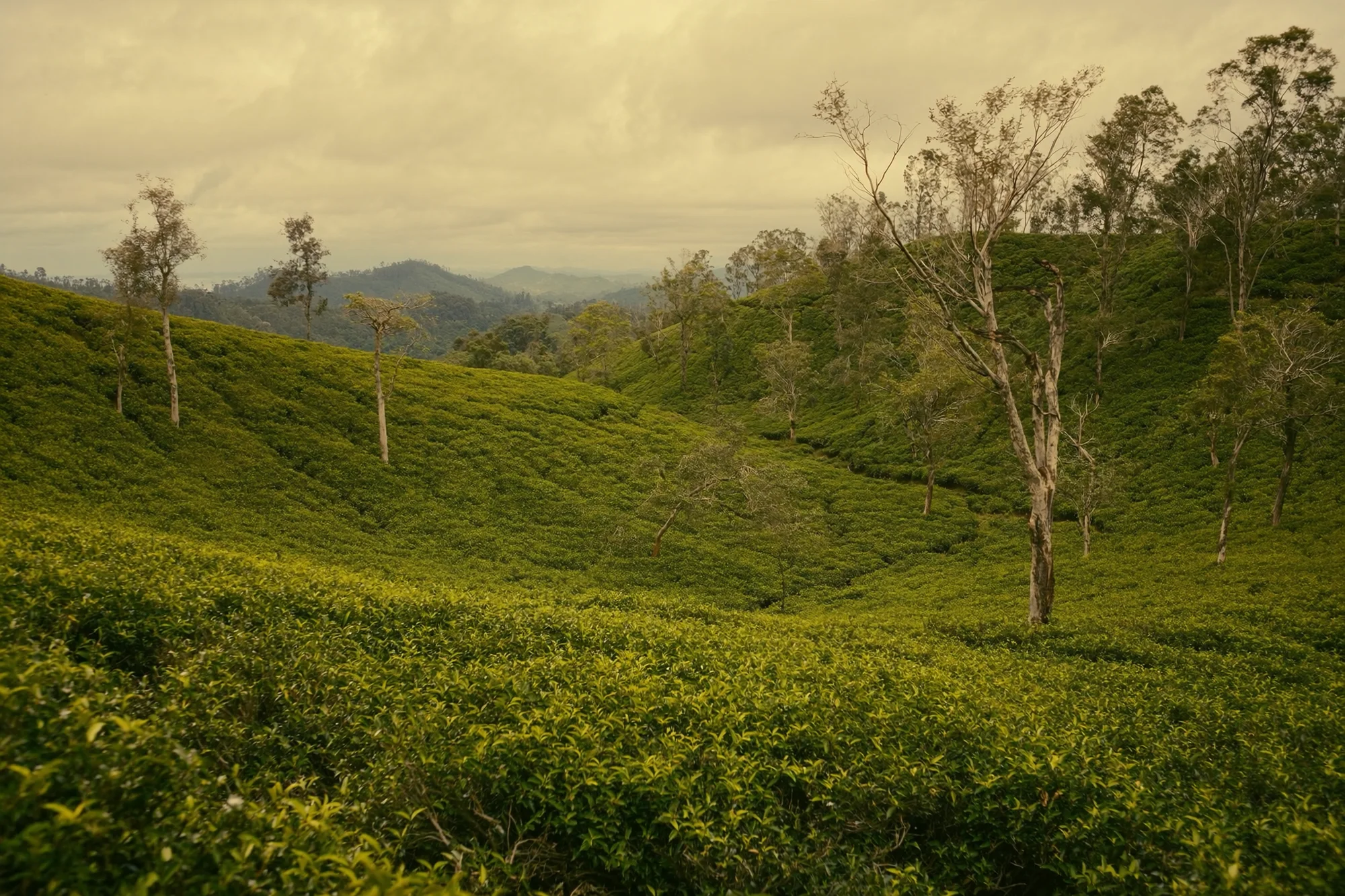 Teeplantagen in Sri Lanka