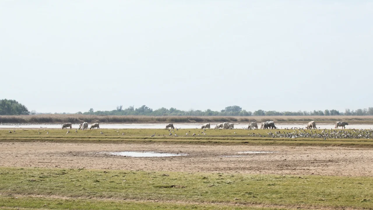 Nationalpark Neusiedler See–Seewinkel und seine Vogelwelt