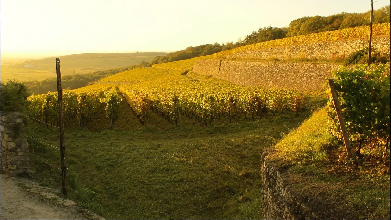 Die Burgund Weinstraße über die Côte d'Or