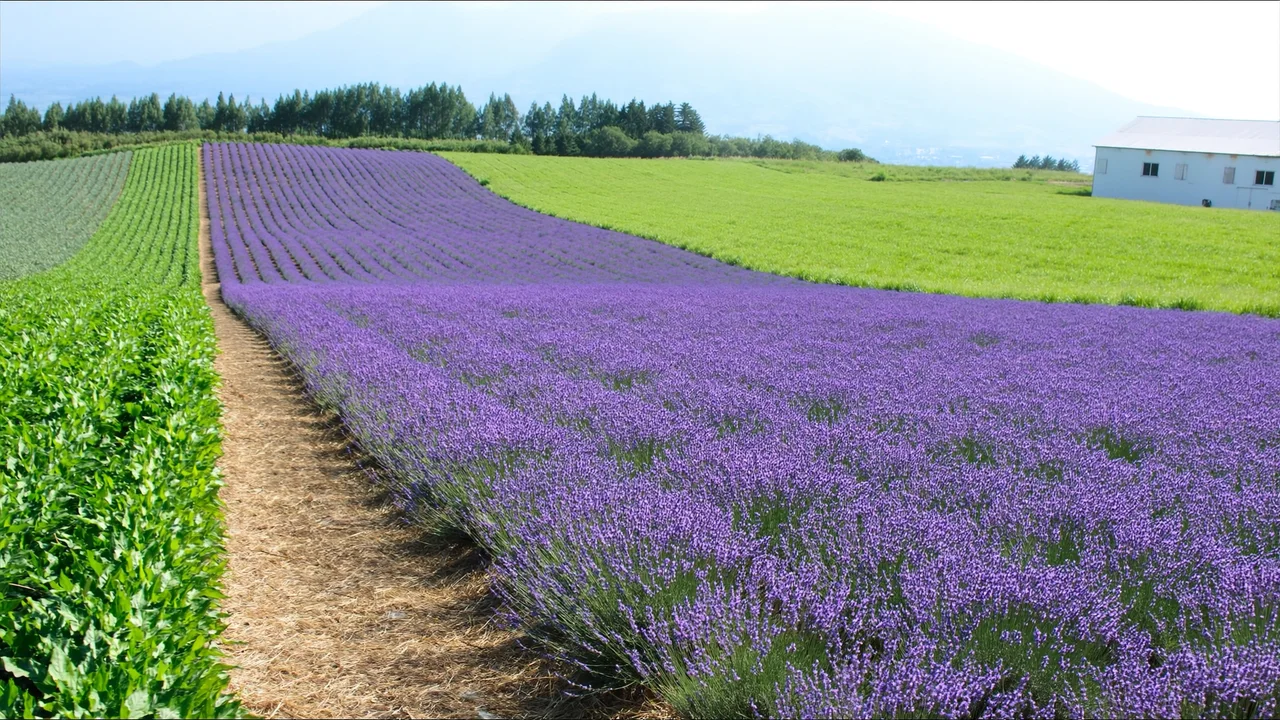 Lavendelfelder in Furano
