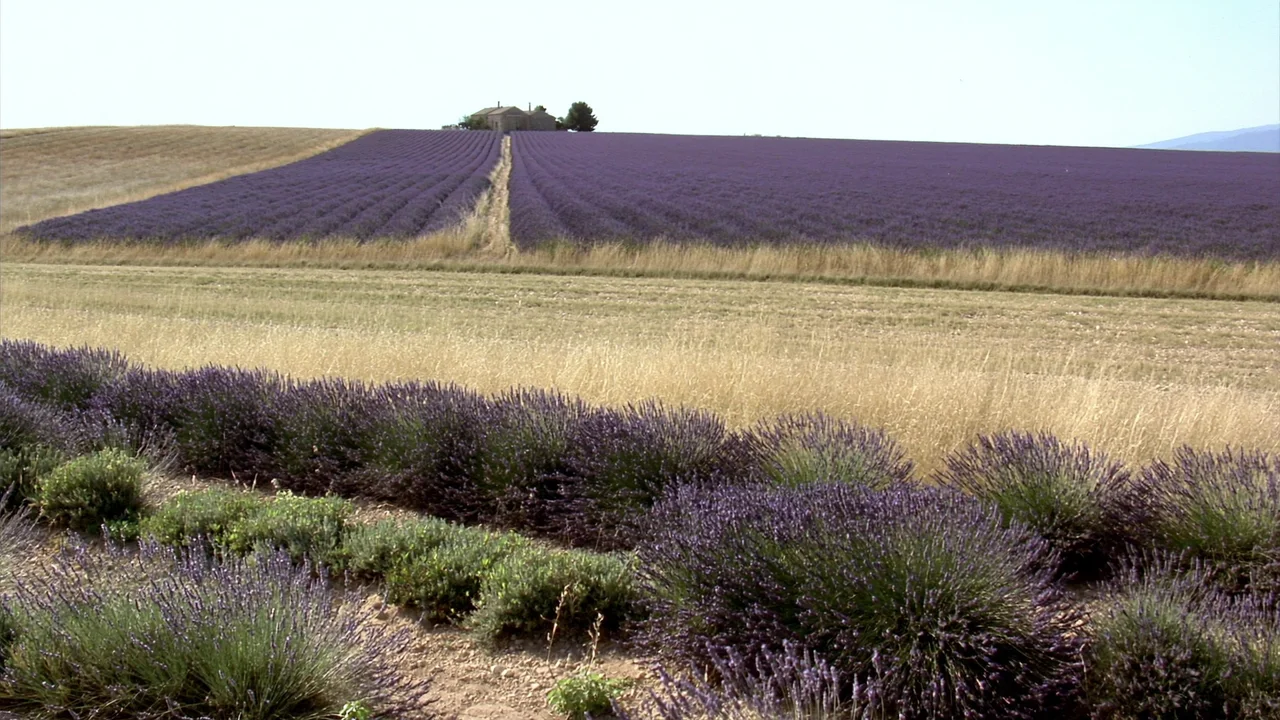 Lavendel in der Provence – wann und wo er blüht
