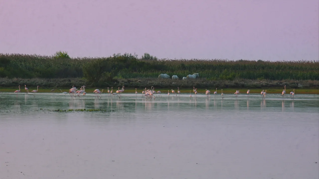 Camargue – Flamingos, weiße Pferde und Salzgärten